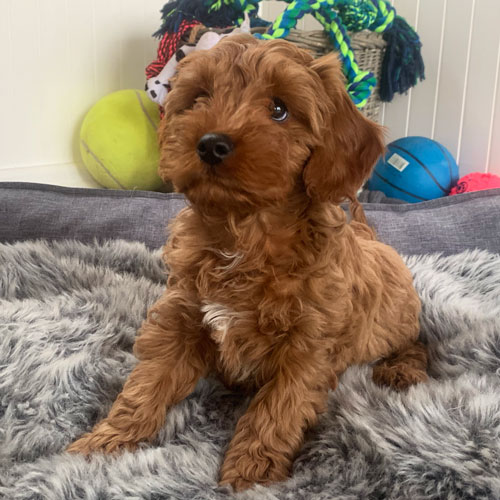 cavoodle-puppies-for-sale-urban-puppies-melbourne ...